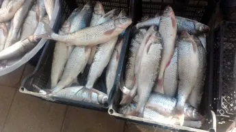 The Russian Federation has suspended supplies from all fish product manufacturing enterprises in Armenia.