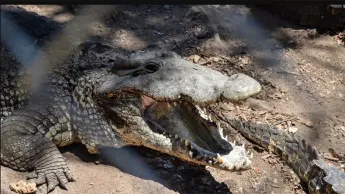 One of Tsarukyan's crocodiles has injured a staff member of the Zoo.