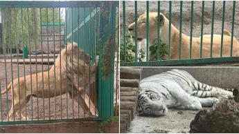 The municipality has clarified the speculations surrounding Gagik Tsarukyan's animal relocation.