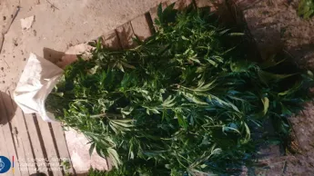 The police have discovered cases of cannabis cultivation; proceedings have been initiated.