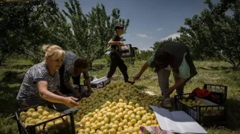 74.5% decline. Systemic reasons for the crisis in the export of Armenian agricultural products. Tigran Dumikian