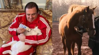 It is possible that the horses belonging to Gagik Tsarukyan may also be seized, lawyer says.