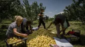 74.5% decline. Systemic reasons for the crisis in the export of Armenian agricultural products. Tigran Dumikian