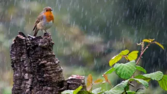 Climate conditions in Armenia for June 2026
