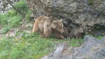 The gray bear and the puppies. The camera trap has captured valuable representatives of Armenia's wildlife.