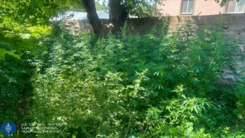 Community police have uncovered cases of growing cannabis for the purpose of producing drugs.