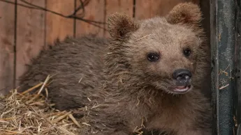 Die erneute Rettung eines Bärenbabys. Das in Martuni gefundene Jungtier wurde ins Zentrum für die Rettung von Wildtieren gebracht.